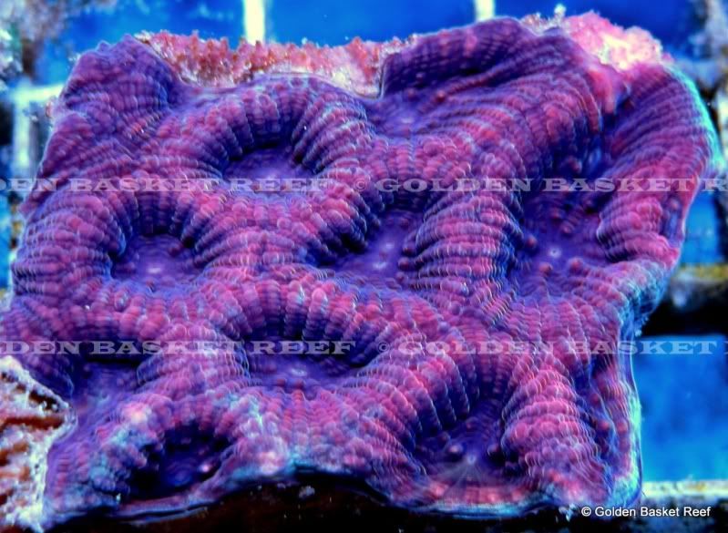 ADDED DAILY 20+ NEW WYSIWYG CORALS W/ SIZE FOR IMMEDIATE ENJOYMENT 