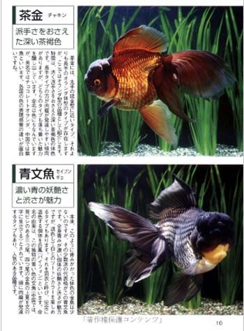 Fish Book Japanese Goldfish Ranchu Catalogue 5  