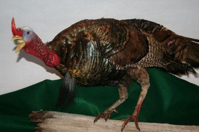 MOUNTED TROPHY TAXIDERMY LONGBEARD TOM TURKEY IRIDESCENT COLORED 