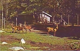 Bensons Wild Animal Park Hudson New Hampshire Postcard  