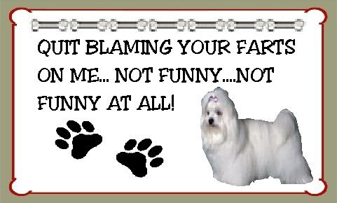 Maltese Fridge Magnet Quit Blaming Your Farts On Me  