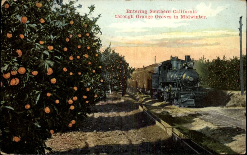 Southern CA Orange Groves Train c1910 Postcard  