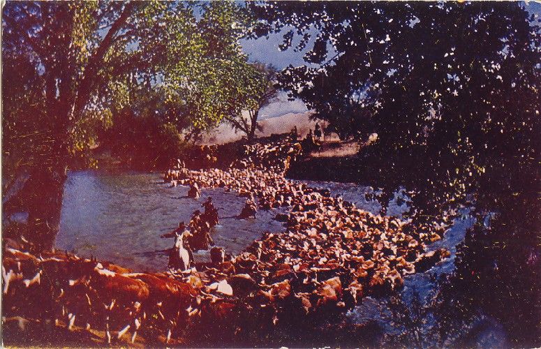 Postcard Cowboys Cattle Drive  