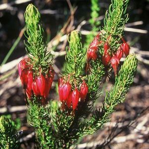 10 Erica plukenetti Seeds – South African Heather Shrub  