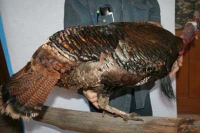   TAXIDERMY LONGBEARD TOM TURKEY IRIDESCENT COLORED FEATHERS BRANCH