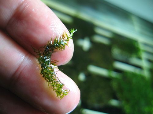 Fissidens fontanus PAD 8x8cm   LIVE AQUARIUM PLANT CRS  