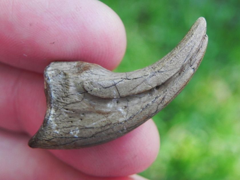 Troodon Formosus Raptor Claw Older Than Megalodon BEAST  