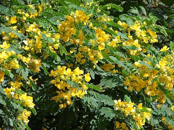 Cassia surattensis EVERBLOOMING GOLDEN SENNA, ~SEEDS~  