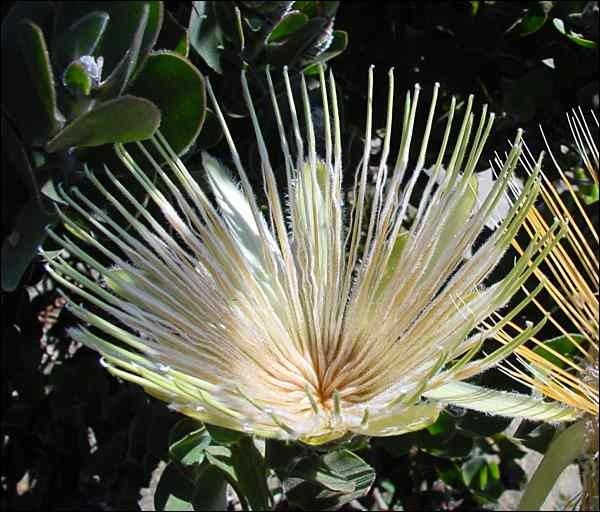 Long bud Sugarbush (Protea Aurea) 5 seeds  